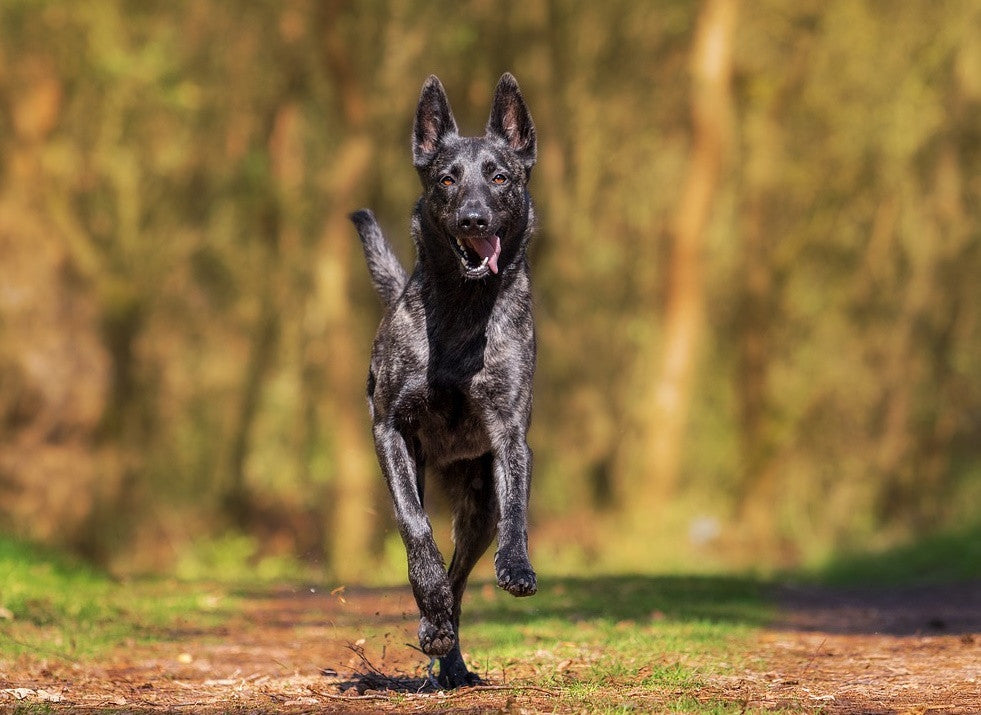 Dog Training